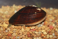 Alasmidonta undulata