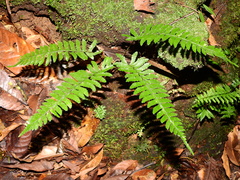 Asplenium hostmannii