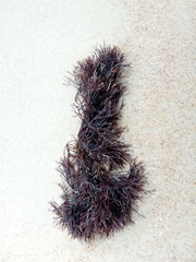 Furcellaria lumbricalis