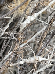Rhopalomyia chrysothamni