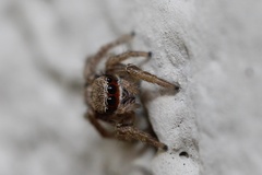 Habronattus