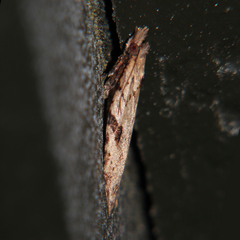 Leucotenes coprosmae