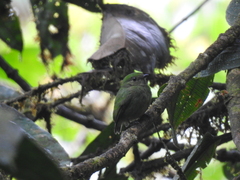 Lepidothrix velutina