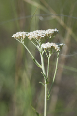 Achillea ochroleuca