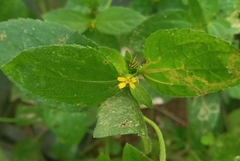 Calyptocarpus vialis image