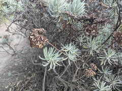 Eriogonum arborescens