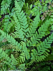 Adiantum cunninghamii