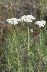 Achillea ochroleuca