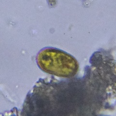 Euglenozoa