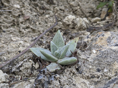Dudleya greenei