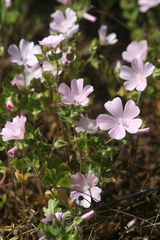 Malva hispanica