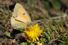 Colias fieldii