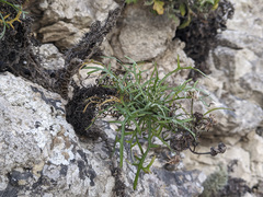 Malacothrix saxatilis implicata