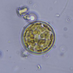 Coscinodiscales