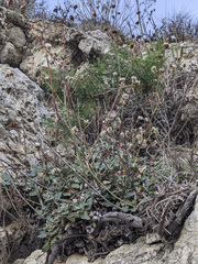 Eriogonum grande