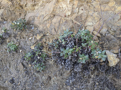 Eriogonum grande