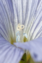Linum hirsutum