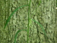 Borodinia canadensis