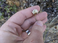 Eriogonum grande
