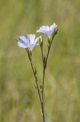 Linum hirsutum