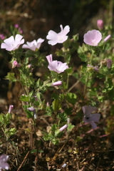 Malva hispanica