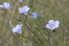 Linum hirsutum