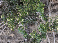 Galium porrigens