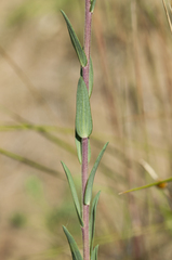 Linum hirsutum
