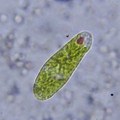 Euglenozoa