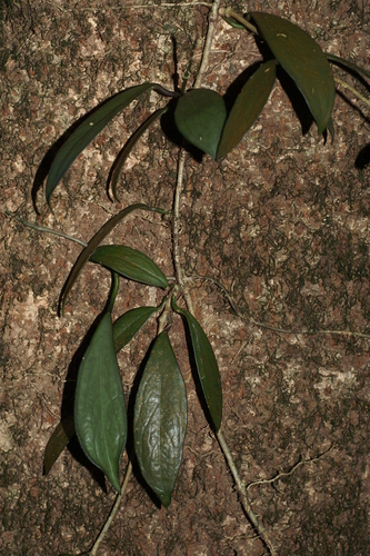 Hoya siamica · NaturaLista Mexico