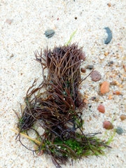 Furcellaria lumbricalis