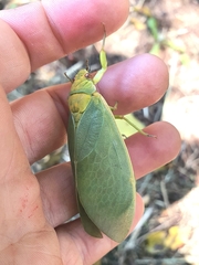 Cystosoma saundersii