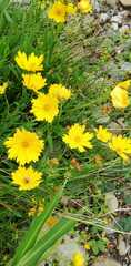 Coreopsis grandiflora