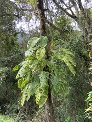 Monstera oreophila image