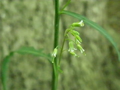 Borodinia canadensis