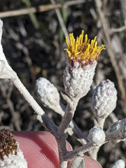 Hazardia detonsa