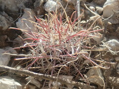 Sclerocactus polyancistrus