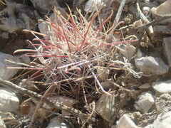 Sclerocactus polyancistrus
