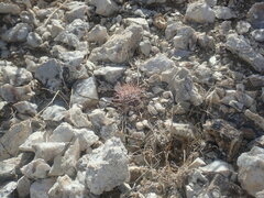 Sclerocactus polyancistrus