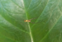 Leucauge argyrobapta
