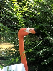 Phoenicopteriformes