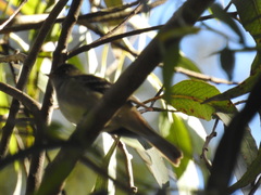 Elaenia