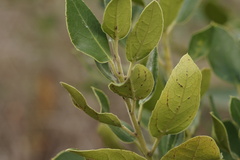 Rhamnus alaternus