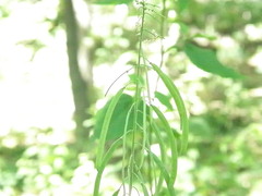 Borodinia canadensis
