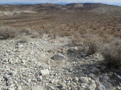 Sclerocactus polyancistrus