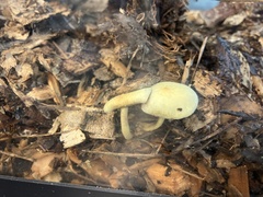 Cyptotrama chrysopepla