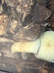 Cyptotrama chrysopepla