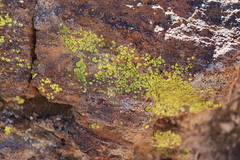 Acarosporaceae