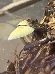 Cyptotrama chrysopepla