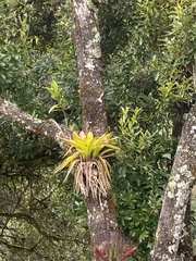 Tillandsia